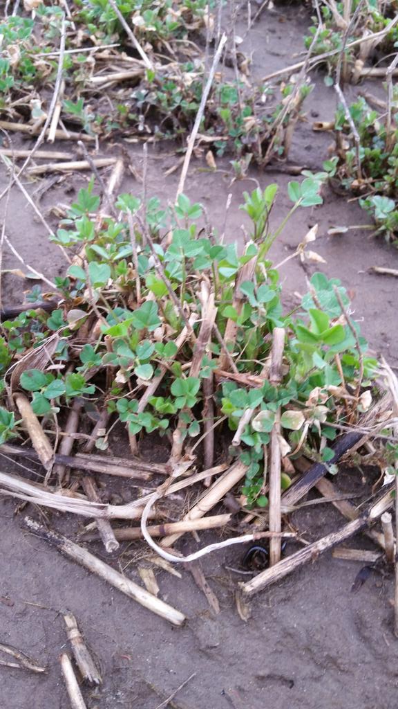 QualityFred's tweet photo. Off to a great start # Dominator Alfalfa at Bellwin Farm Elora from @QualitySeedsLtd #HighQuality #EarlyMaturing https://t.co/JeYxp4jEYu