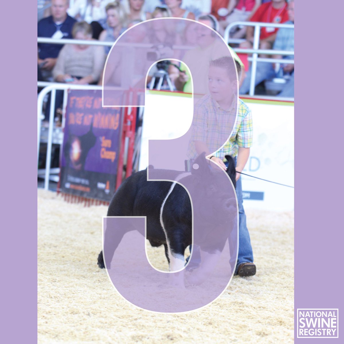 NationalSwine's tweet image. Three DAYS!! #WPX17 entries are due Thur., April 20th!! Visit nationalswine.com to enter! #NSR #NJSA #stockshowlife #realpigfarming