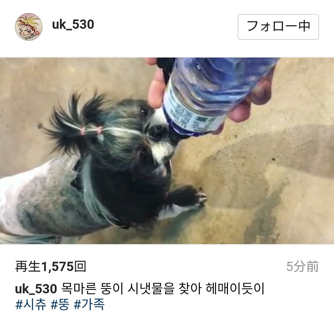 nekoningen0914's tweet photo. ユグォン「喉が渇いたトゥン、小川の水を探してさ迷うよう # シーズー # トゥン # 家族」

https://t.co/86m91UOEwp
#BlockB #블락비 https://t.co/hYQKGE4RGP