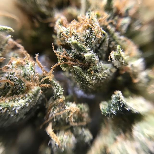 HBPharmacy420's tweet photo. Hello everyone its after Easter and back to the Work week for some. So lets start this week off on a High Note, come on in https://t.co/qGZjpDejFQ
