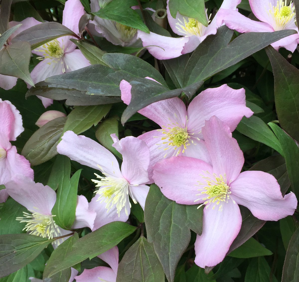 bunkersgarden's tweet photo. For a instant climber why not try Clematis 'Joe' or 'Montana Fragrant Spring'. In flower and in stock now. 
https://t.co/M8KxU292E4 https://t.co/HG2xI2Tyxr
