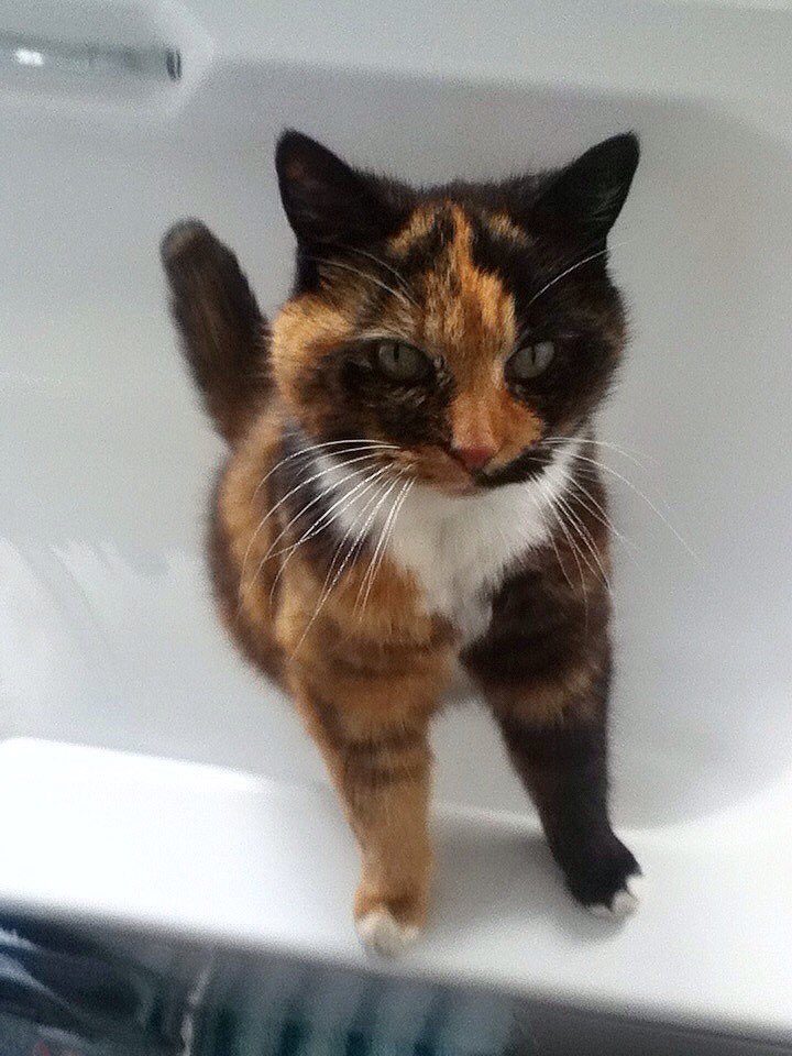 MissWatson90's tweet photo. Cassy cat 🐱💕 https://t.co/78IyUmoE3z