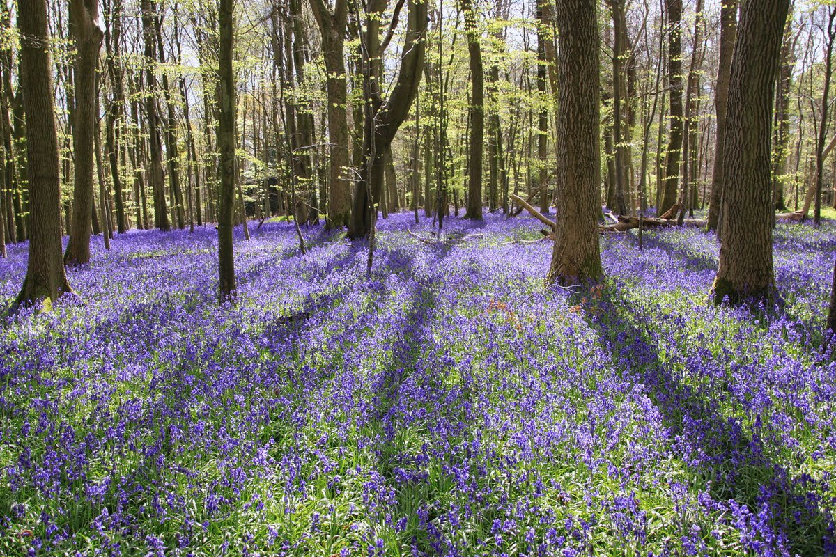 pw1971's tweet photo. Blue carpet #bluebells https://t.co/cdy75kuyo2