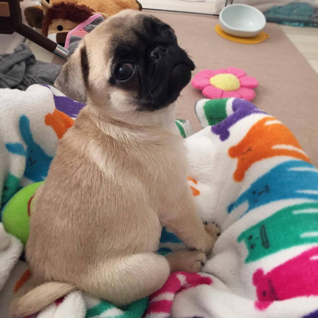 PugDailyClub's tweet image. I would hug it to death! 💘

#pugdaily #pugs #pug #cute #puglover