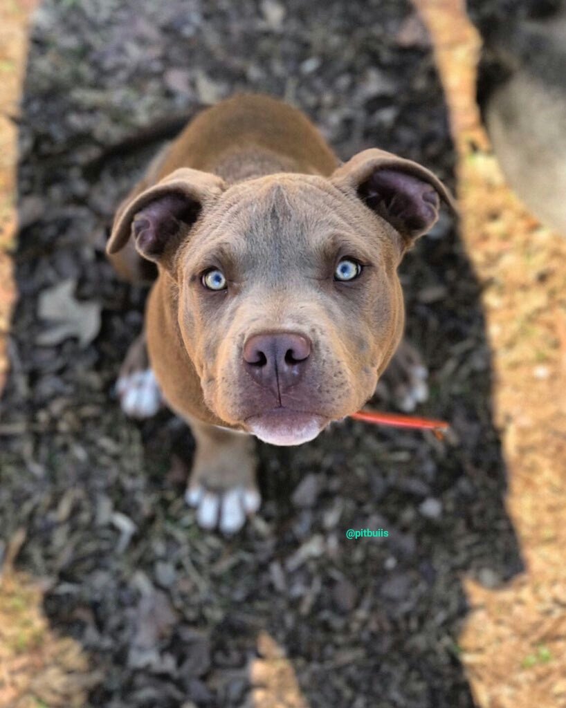 Pit Bulls 🐶 (@pitbuiis) on Twitter photo 