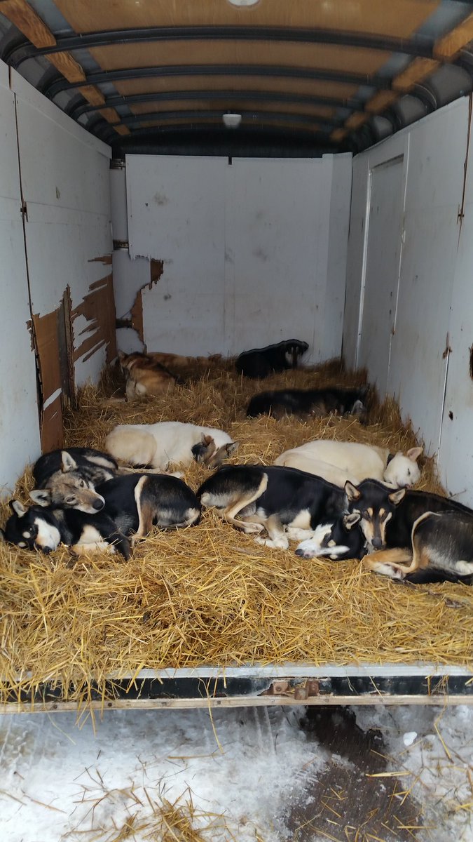 JeffLewin's tweet photo. Hey @BlairBraverman I thought you might enjoy some huskies photo post #CD150 of Tom Bauer dogs aka sled dog pillows https://t.co/ZLcbyuVMqh