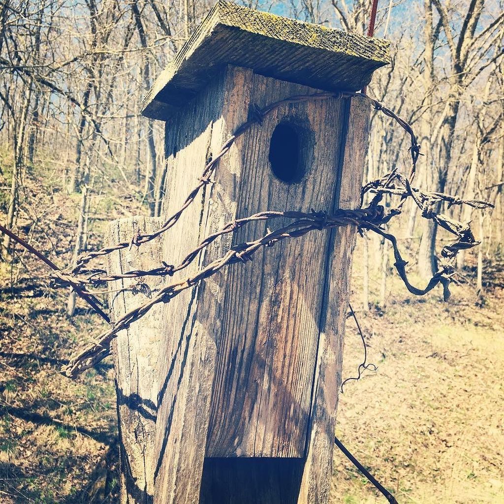 grammachicken's tweet photo. Found buried treasure while raking yesterday. Used it to "fix" the door on the bluebird house. #barbedwire #bluebi… https://t.co/Tku1GZRoOf https://t.co/awLmsecYv5