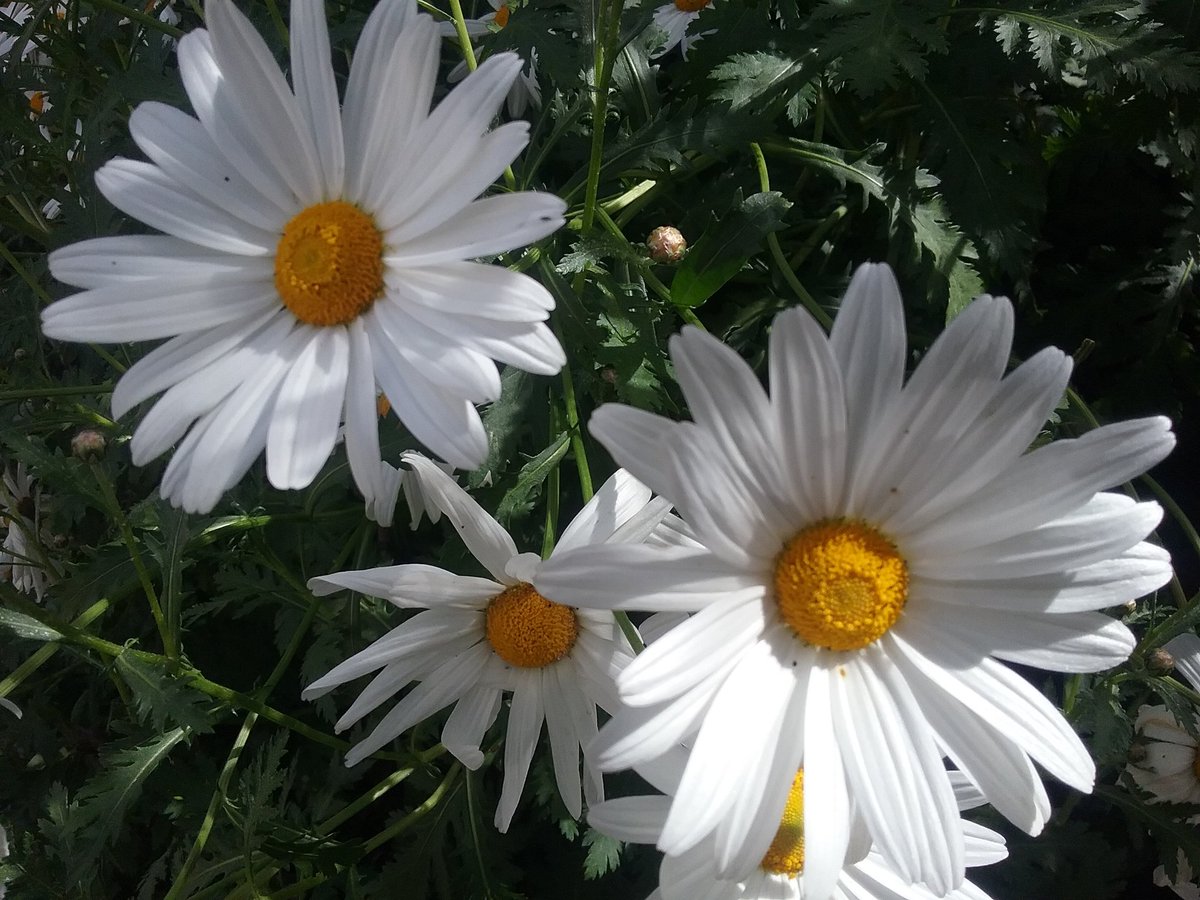 celestemdag1's tweet photo. A primavera traz flores e esperança. https://t.co/RjoHzH0GWN