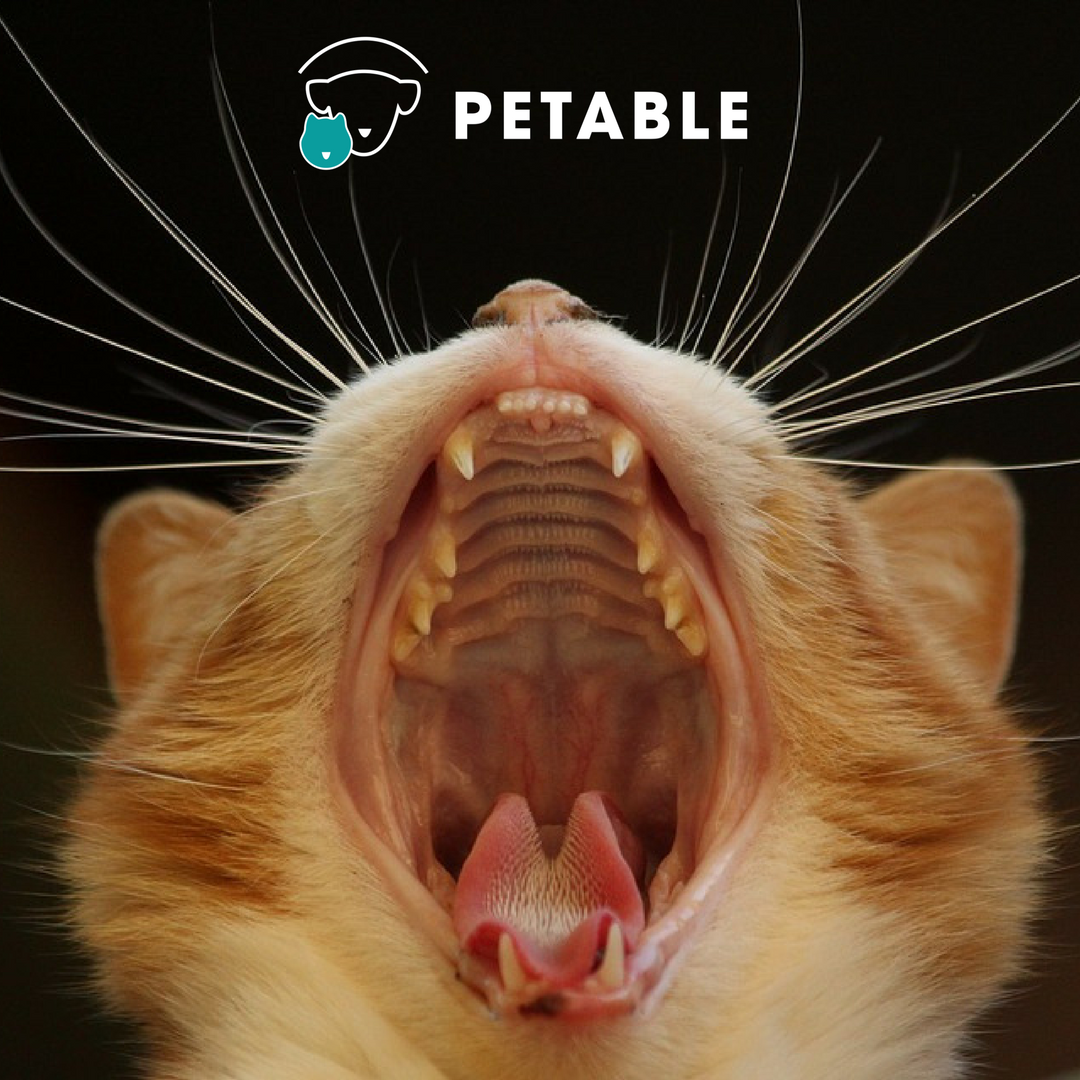 PetableCare's tweet photo. How to Brush your pet's teeth? Read it on our blog! Click: https://t.co/DH0WYmZv8v #BePetable #Petable #petsdentalcare https://t.co/tI2O3PD301