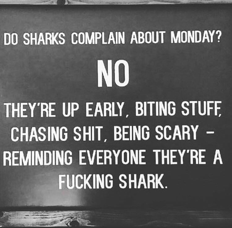 MsVicious's tweet photo. 🦈 https://t.co/N1V8N4oEC7