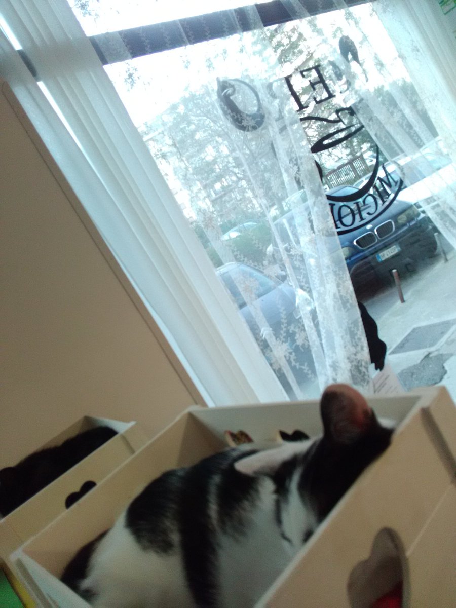 neromiciok's tweet photo. #neromiciok #catcafe #palermo #palermobar #nekocafe #gatti #cats #lovepets #bakery https://t.co/Fc8Qy6ubFV