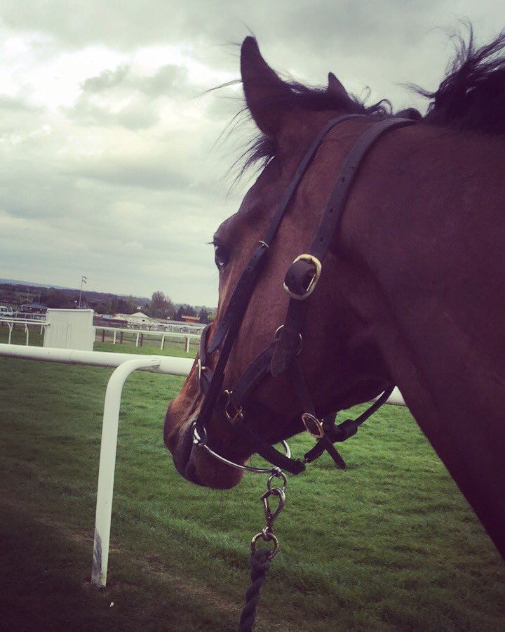 EmmaLHorton's tweet photo. Wonga Swinger looking very pleased with himself after his win for @HeddWin_Raso @SammyTRacing! #plumptonraces #samthomasracing #wongaswinger https://t.co/G58dNVerL3