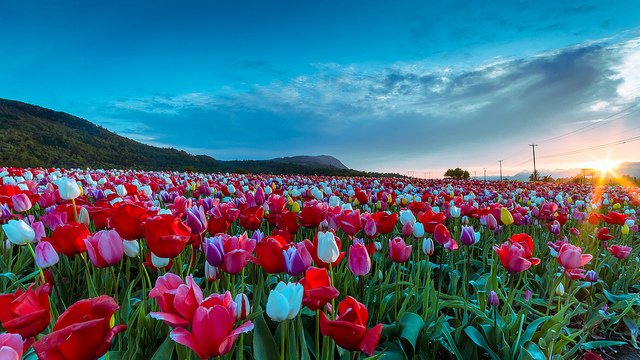 JMBVoyages's tweet photo. Visitez @ottawa2017_fr et découvrez le 65ème Festival Canadien des Tulipes ! 🙂🌷 #Québec #Canada #Canada150 @Passeport2017 @CdnTulipfest_FR https://t.co/2tjWxVi6gp