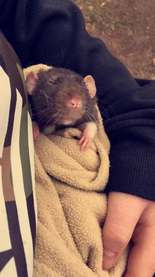 BaileyTheRat's tweet photo. Bailey is feeling rather lazy today on his walk Hehe! https://t.co/nHBbXUnNdk