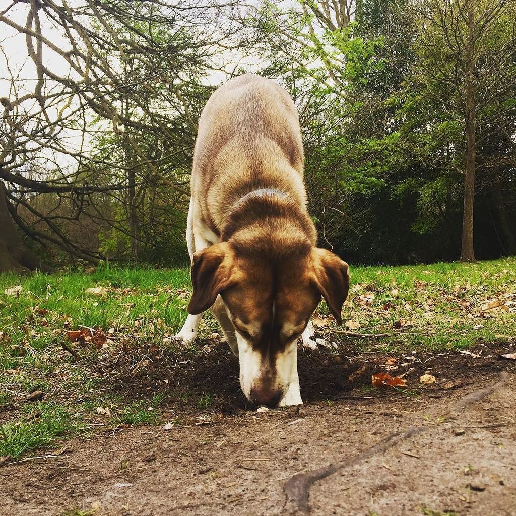 troubledeciding's tweet photo. Just digging this here hole! #diggingdog #doghole #dogwalk #whoseagoodboy #husky #vizsla #dogs https://t.co/qU8VabUXax https://t.co/BUR4nZ4xch