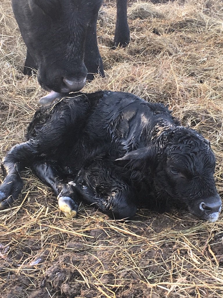 GP3FarmLLC's tweet photo. #registeredangus #pure #bull #newone #GP3FARMLLC https://t.co/ZIl89dIX8j
