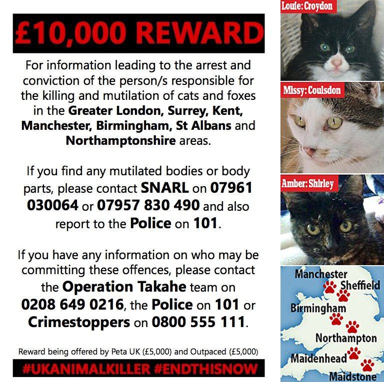 LabourAnimalRG's tweet photo. BREAKING : Cat killer has struck again as a pet is found beheaded in Surrey! Please RETWEET to help catch them. https://t.co/hKdMHP76Fq https://t.co/QNOO6Xctz3