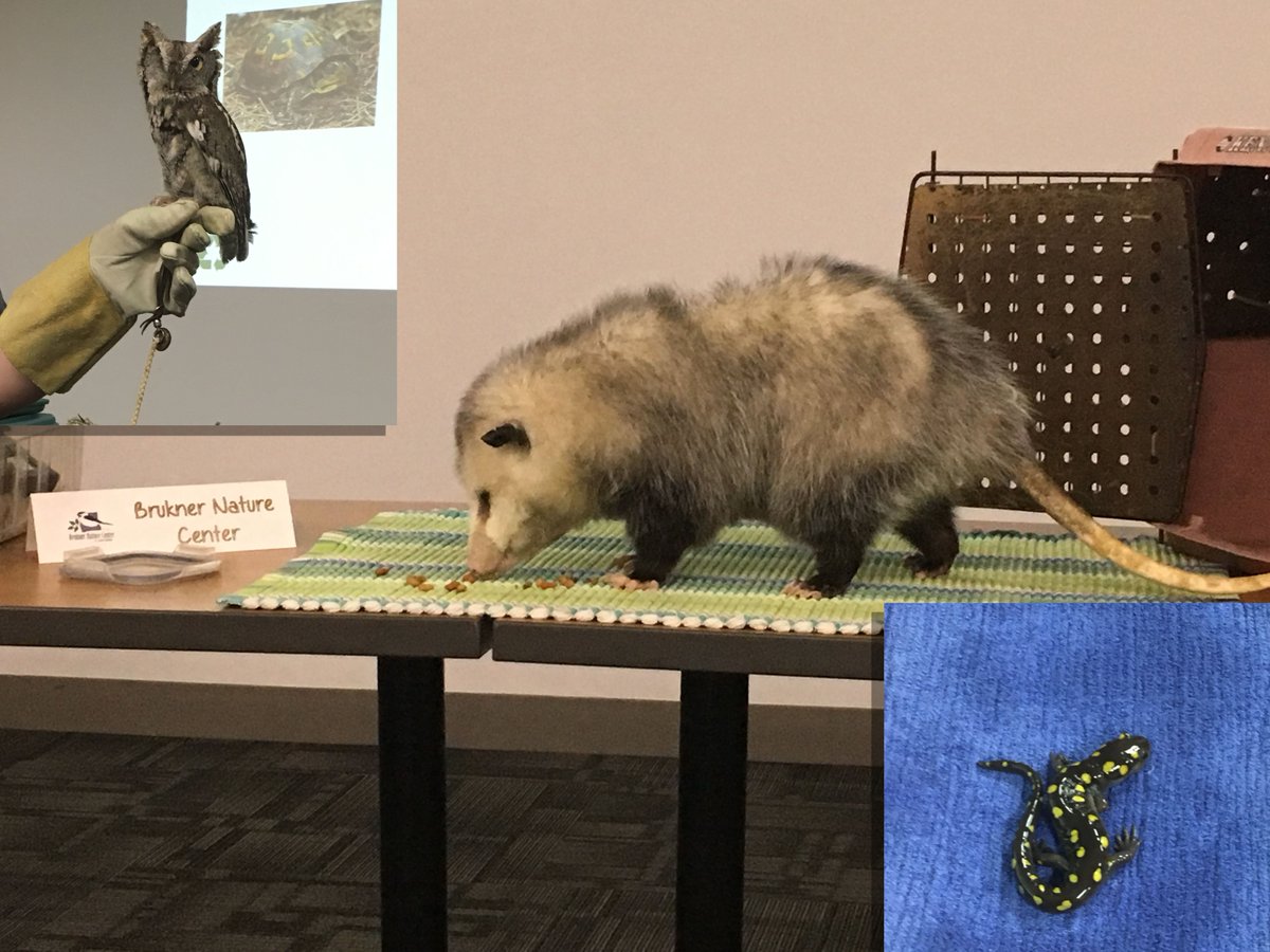 LJBinc's tweet photo. We had lunch with a salamander, an owl and a possum today. What are you doing to celebrate #EarthWeek17? Stay tuned for our events all week https://t.co/UJHMAOtvfH