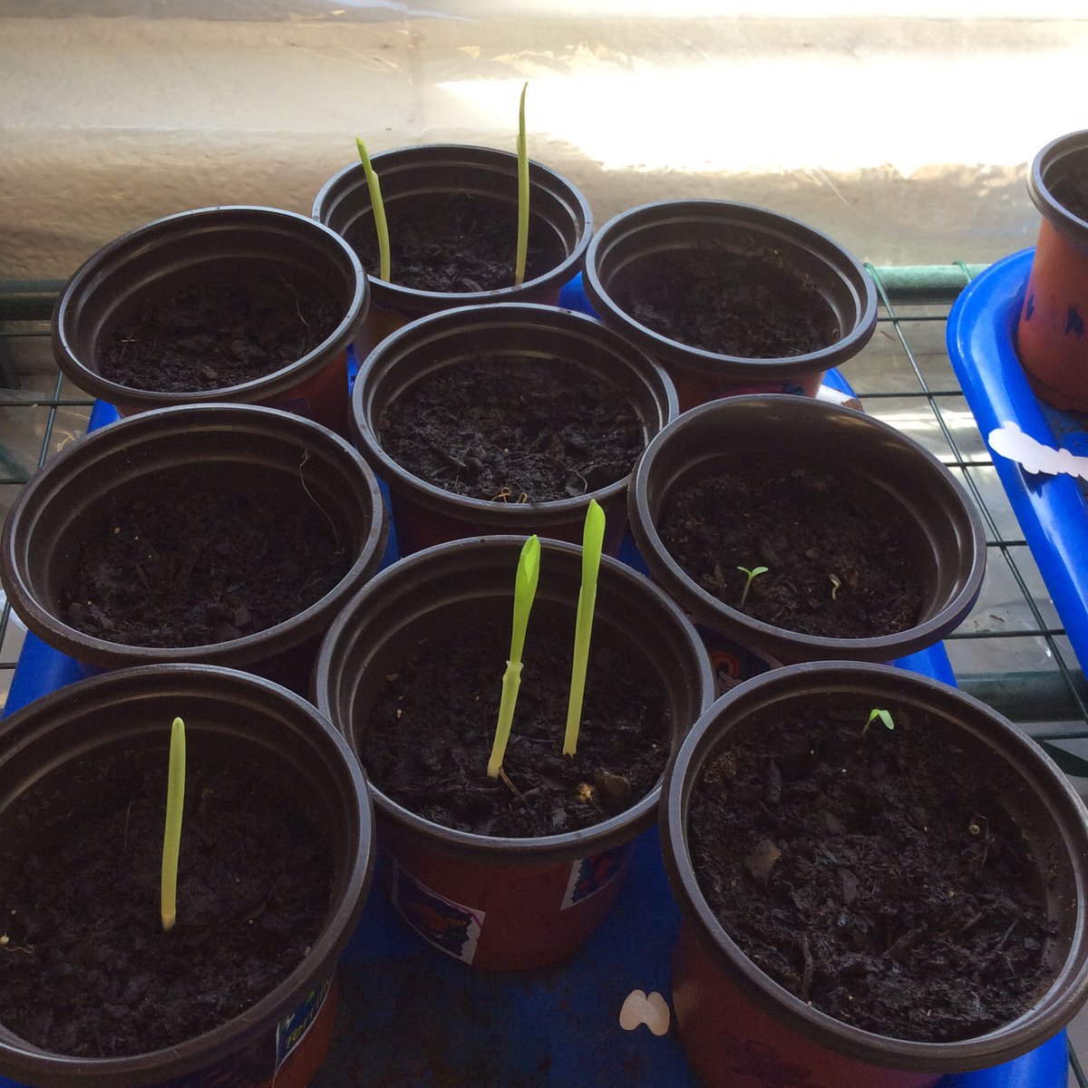 lizmercer_essd's tweet image. Prek Flower Shop is now open and our plants are starting to sprout! #springunit #essdexcels @LE_ESSD40