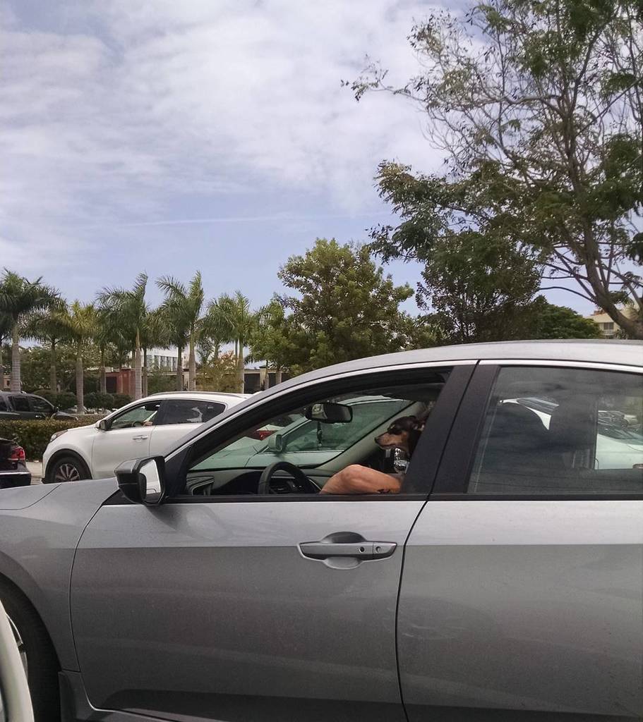 DaysOfHeavenMus's tweet photo. This #minipin is used to the #traffic 
#opticalillusion #dogsofinstgram #dog #driving #doubletake https://t.co/mwyROoXYYn https://t.co/v0JGo1RLKn