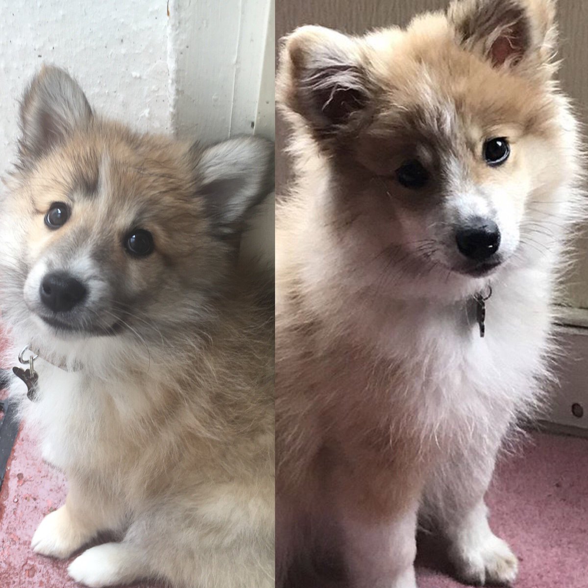 molfli's tweet image. Found one of the other puppies from our dogs litter on Instagram or rather they found us. #eastermiracle #ZiggyAndTeddy #SpitzPuppy