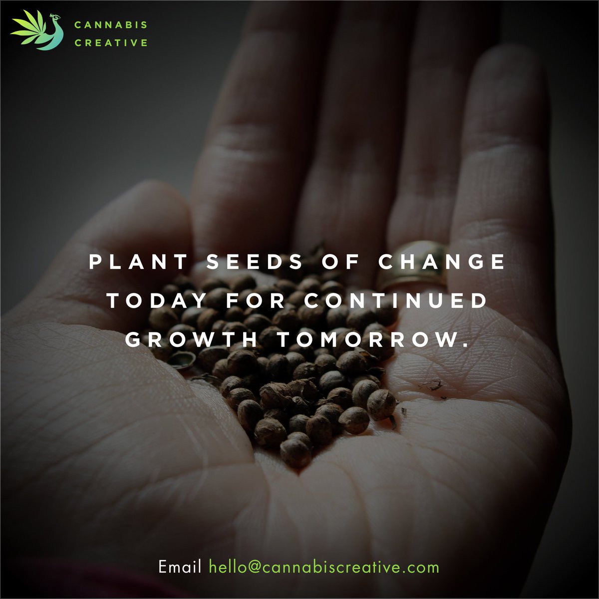 CannabisCreativ's tweet photo. #raining like crazy here in #santacruz. You know what that means!? We're #workin like crazy!
#ideasday #mondaymotivation #seedsofchange https://t.co/rdyaCx4tXo