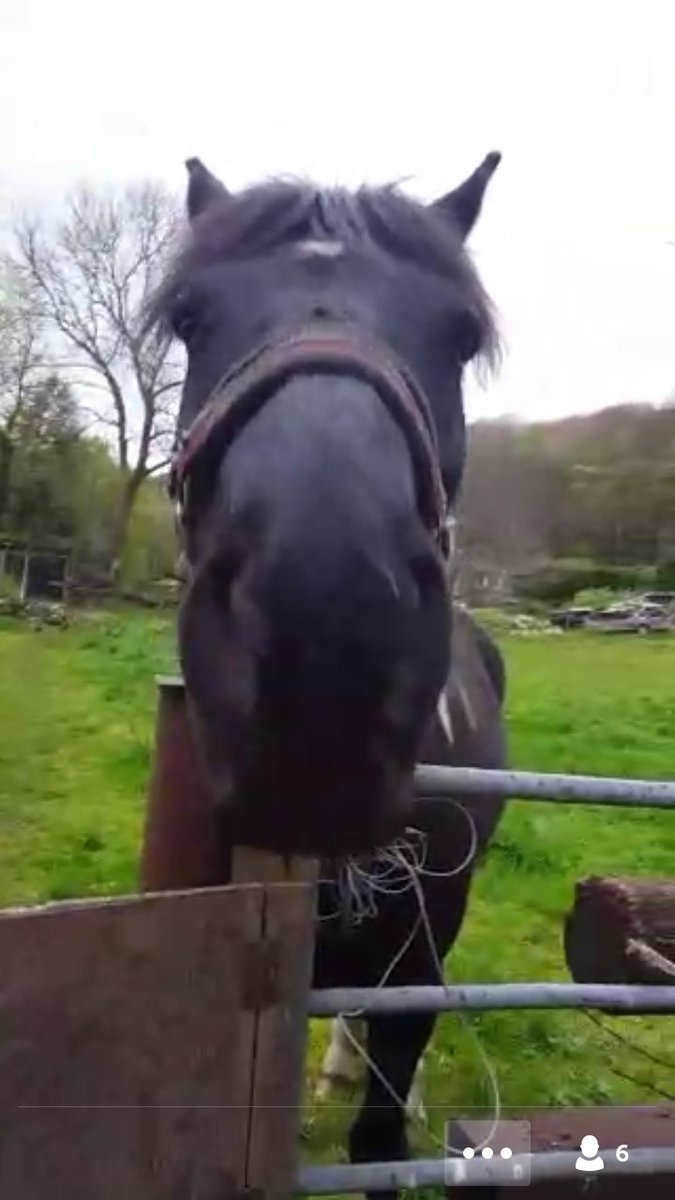 frausto_daniel's tweet photo. we'll hello there #crazyHorse #UnderABridge #noBreadForYou.@RachelDex on #Periscope: oops. sorryyy 😂 https://t.co/knxZE961Z4 https://t.co/L4KrmQXfL0