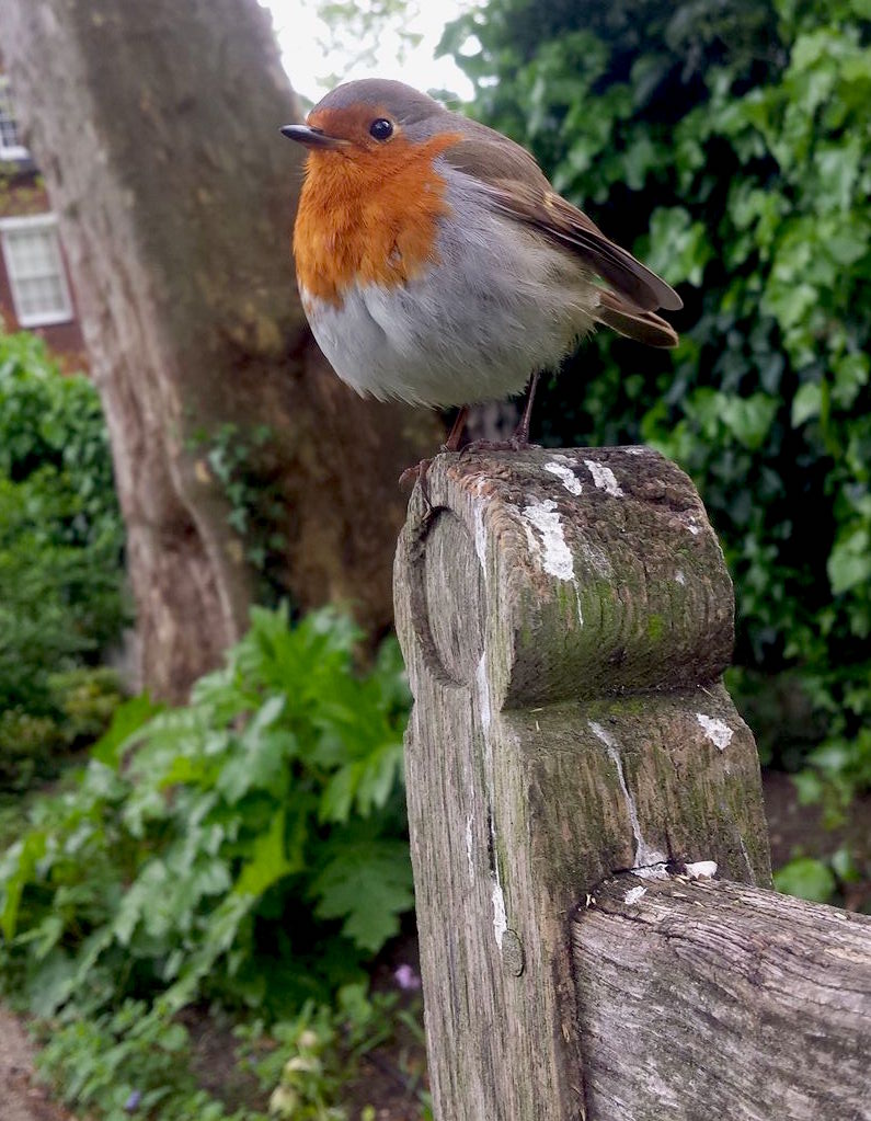 HenriettaRI's tweet photo. I made a very peristent friend in the garden of @RBKCLeightonH today. Or maybe it just wanted me off its bench 😊🐦 #EnglishRobin https://t.co/LoCvbVNQfu