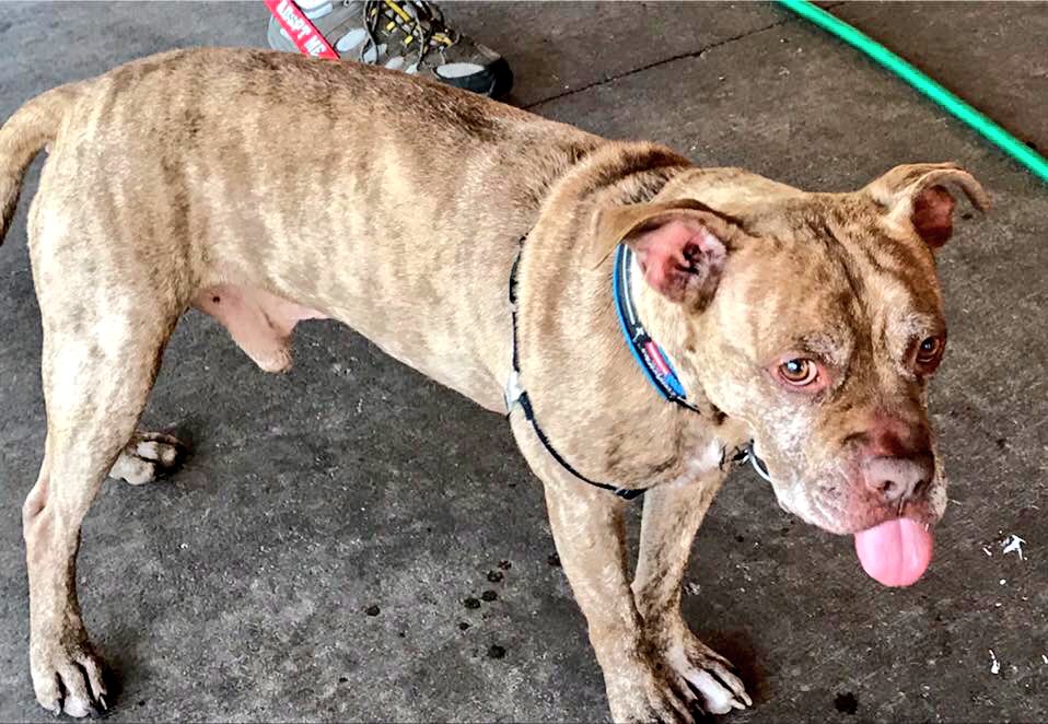 HESchatt's tweet photo. Monday π #AdoptTank #AdoptLove #AdoptDontShop "why am I still here? π" ~ Tank https://t.co/bJeYyLerK4
