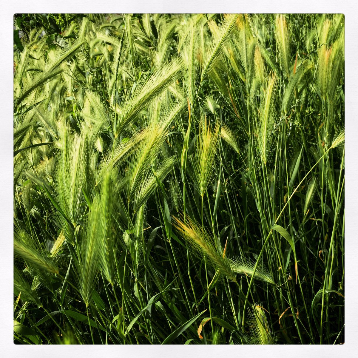 robertobilli's tweet image. ...nel verde dipinto di verde ...felice di stare ...al verde 😅 #sfidandolallergia #pasquetta2017 #pasquetta