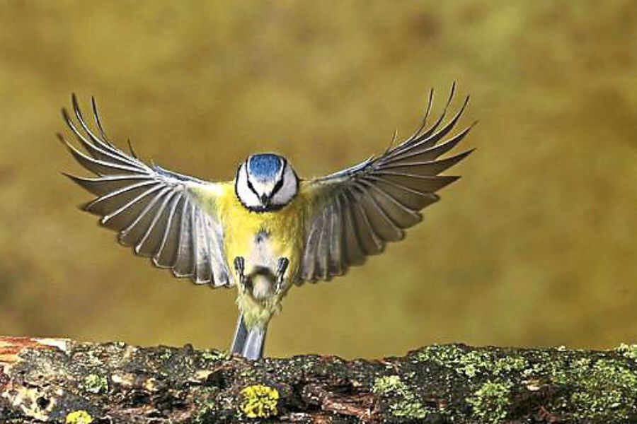 American robin, kingbirds, bluebirds and chickadees of north america