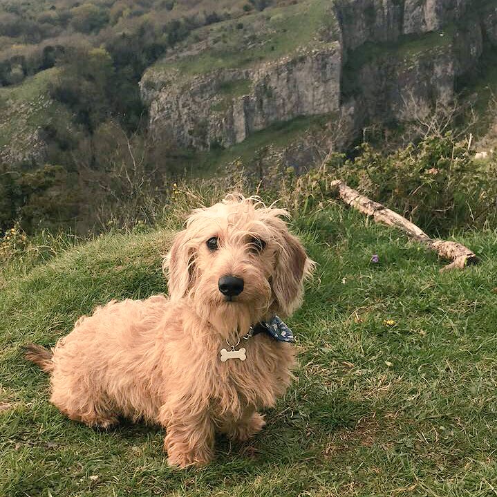 WildandWool's tweet photo. Lovely day off in Cheddar gorge, Somerset ... those views!
#weloveSomerset #Cheddargorge #Mendiphills #dayoff #timetostopandstare https://t.co/vY7hnQsmLB