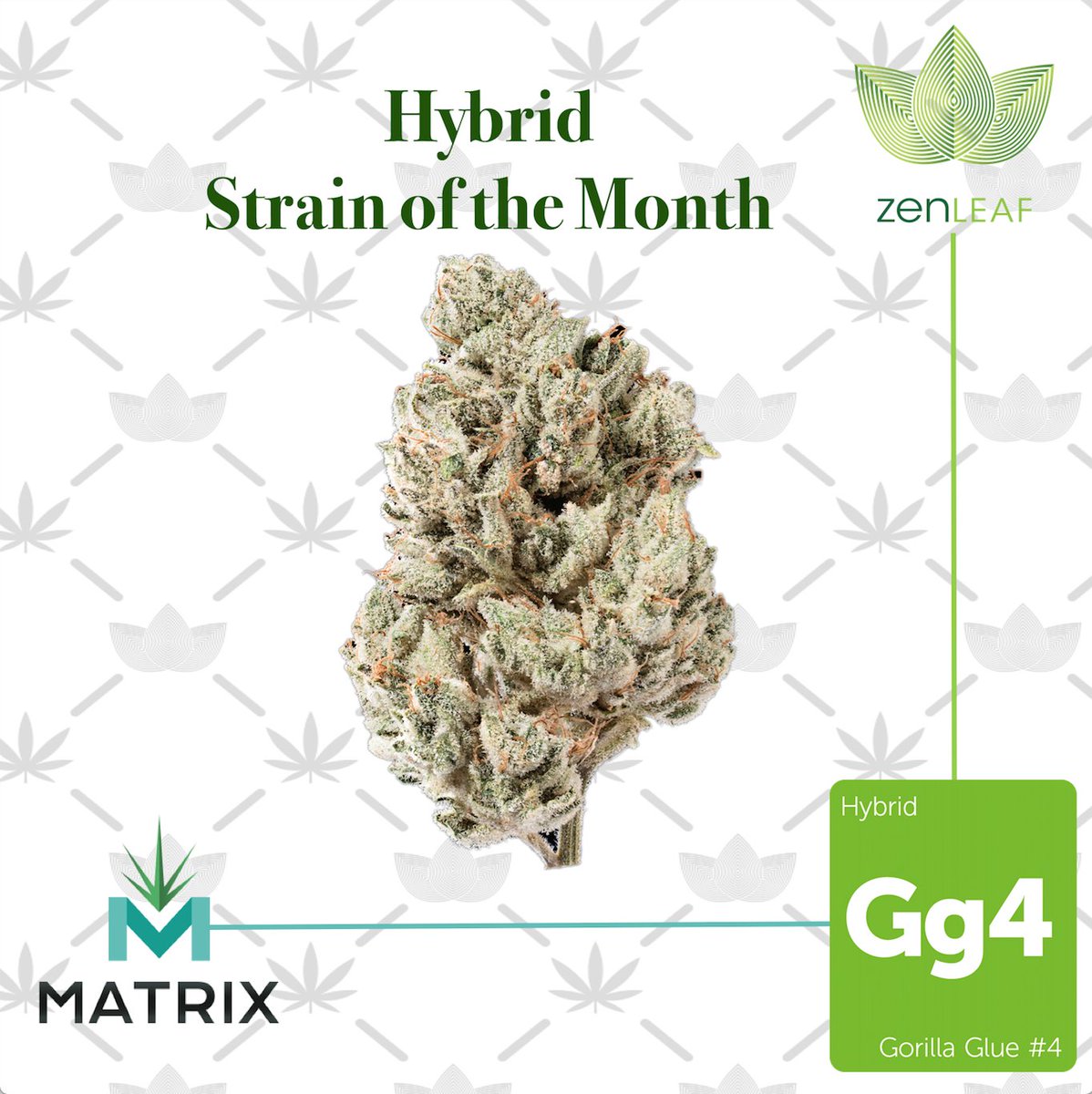 zenleafvegas's tweet photo. #GorillaGlue4 #GG4 by #MatrixNV is #ZenLeafLV #Hybrid #StrainOfTheMonth 
🙏🍁🙏 #ZenLeafVegas
ALL FLOWER IS WEIGHED ON THE SPOT IN FRONT OF YOU https://t.co/LmQD7BfC4S