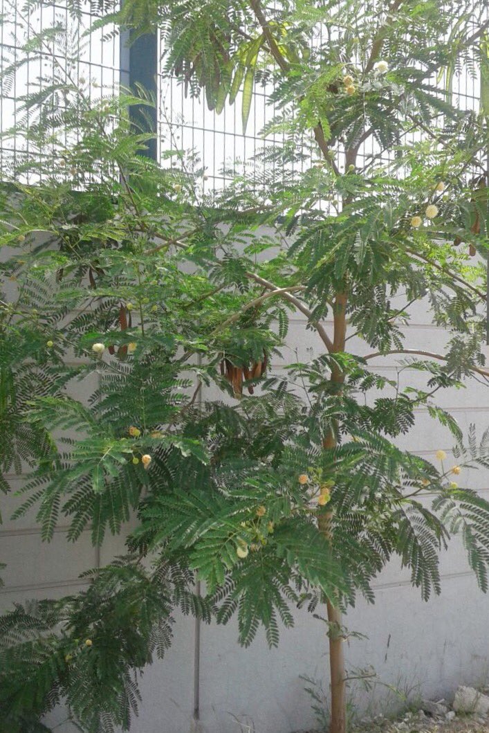 مشتل سمرة خطاف A Twitteren شجرة اللوسينا في الهند تسمى سافيندل وهي مفيدة جدا كعلف لتسمين الأغنام سريعة النمو كثيرة البذور ازرع قطر زراعة سمرة خطاف قطر Https T Co Vxhuymvfz2
