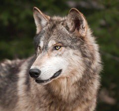 يااااذيب
أبسألك ؟؟
شان الزمن ..؟ ولا البشر طبعهم شان ؟؟
وإلا النوايا الصافيه ضيعتنا؟؟