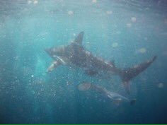 Fikile_Hla's tweet photo. #BlacksDOCaravan do SHARKS! This Easter I did shark diving with my daughter, a thrilling special experience! Many thanks to Crystal Divers🦈 https://t.co/WfZi0BRItd