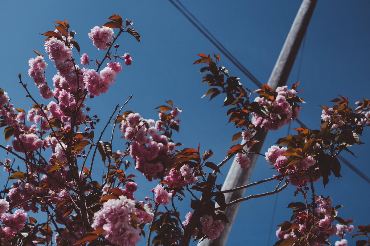 THnarrative's tweet photo. Spring. https://t.co/ca9QRFHYhj