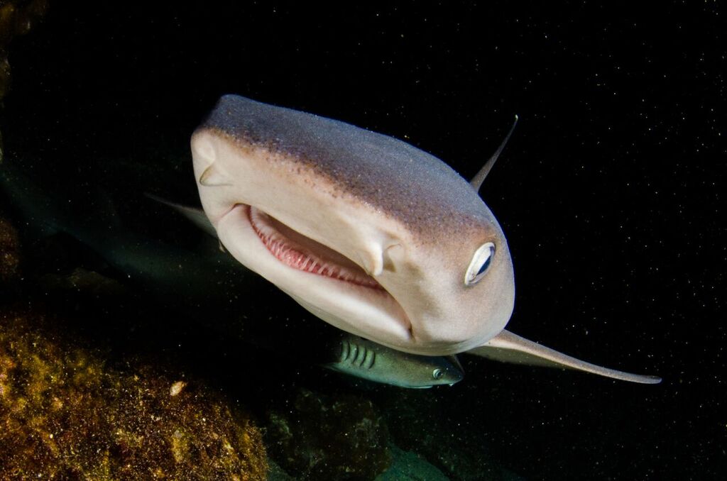 cocosislanddiving tweet media