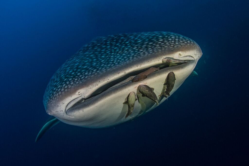 cocosislanddiving tweet media