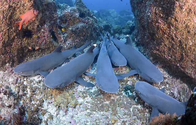 cocosislanddiving tweet media