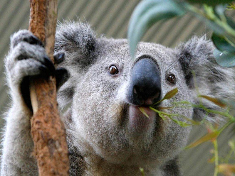 PlanetaFeroz El animal mas dormilón es el Koala, duerme 18 a 22 horas por día VmeTV | Vme TV | Scoopnest PlanetaFeroz El animal mas dormilón es el Koala, duerme 18 a 22 horas por día VmeTV | Vme TV | Scoopnest