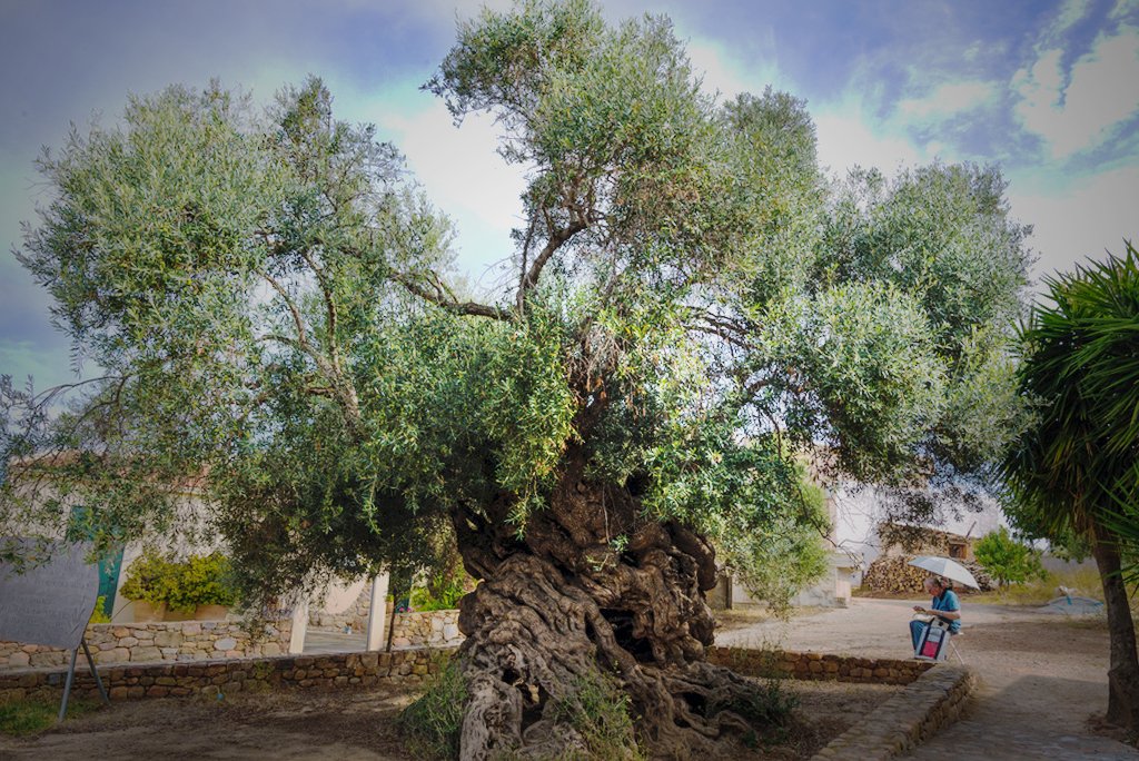 DailyVegetables's tweet photo. There are older trees out there, but none look like this 2000+ year old olive tree of Vouves. #olives More photos: https://t.co/FibAIy91Nu https://t.co/6Y6ua4Y83T