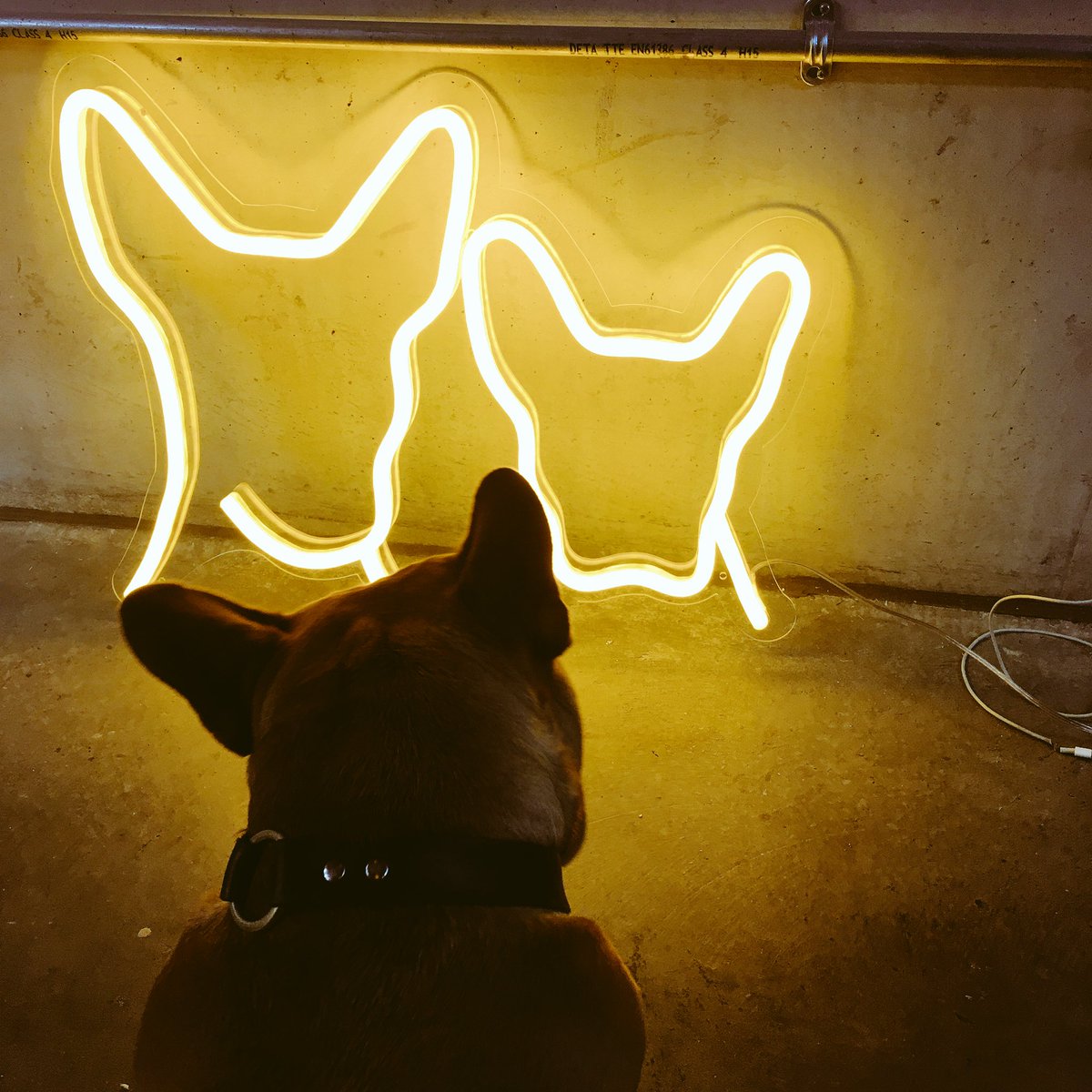 Thank you <a href="/bagandbones/">bag&bones</a> We l❤️ve it! #neongoals