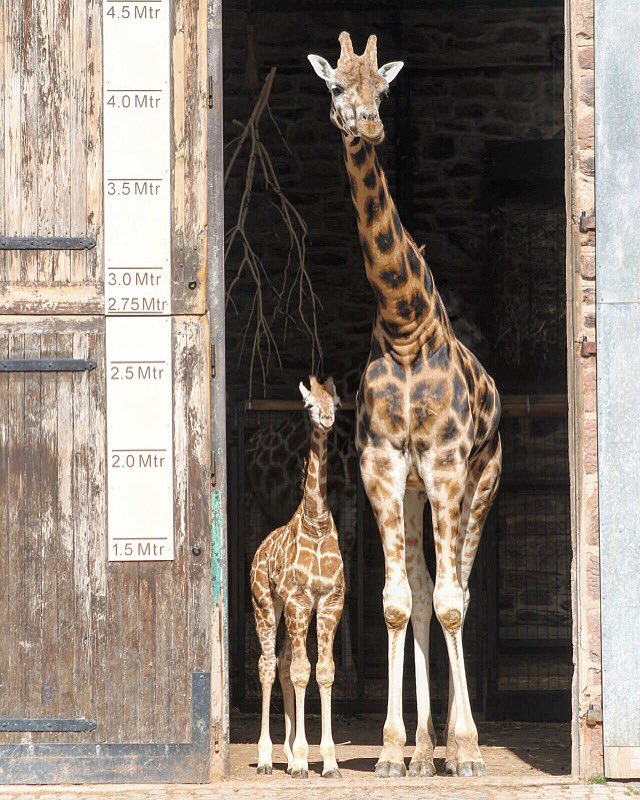 CourtneyyyMay's tweet photo. How cute tho 😍 @chesterzoo https://t.co/224F6VN3nA