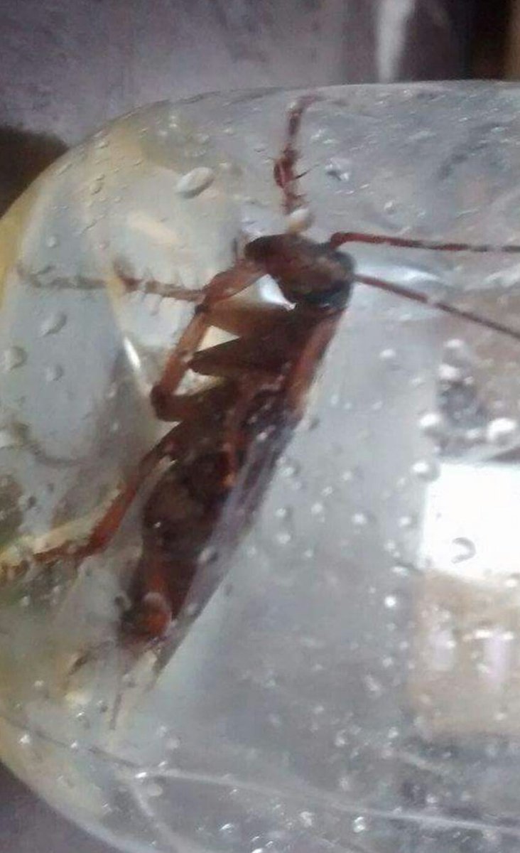 BarataCascuda1's tweet photo. Hoje no Rolê nós tava travando igual a Samsung mas aí os Humanos capturaram Gugu do Esgoto 77 
Hoje vai ter guerra https://t.co/CmOtnndsz5