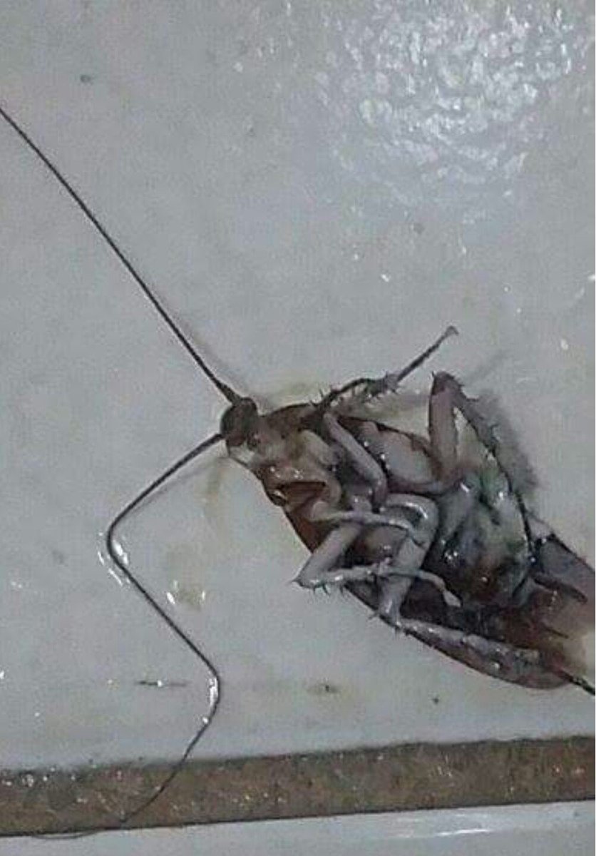 BarataCascuda1's tweet photo. Alerta Urgente ataque de baygon mata Joaquim do Bueiro 11 ataque feito no Bueiro 10 quando Joaquim voltava dá casa de sua namorada https://t.co/JhAgoyI4n1