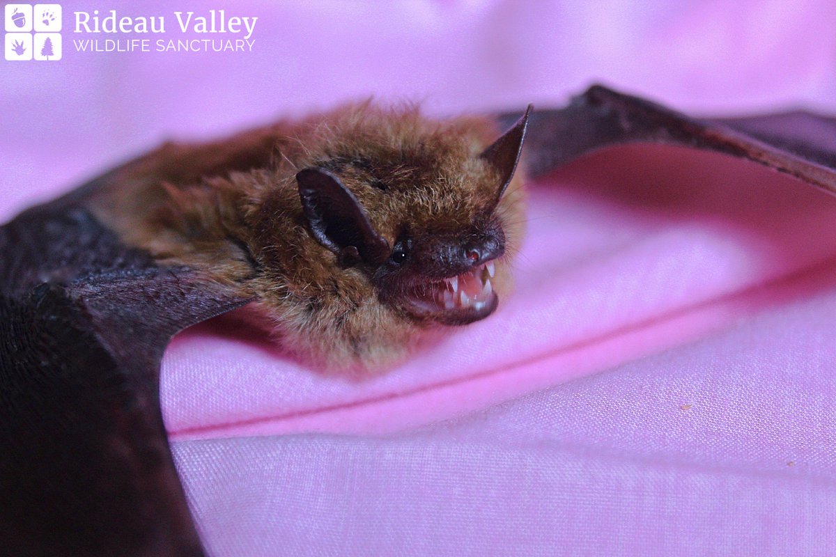 Happy Bat Appreciation Day! We are currently caring for 17 Big Brown bats, who will soon be released back into the wild.  #ottnews
