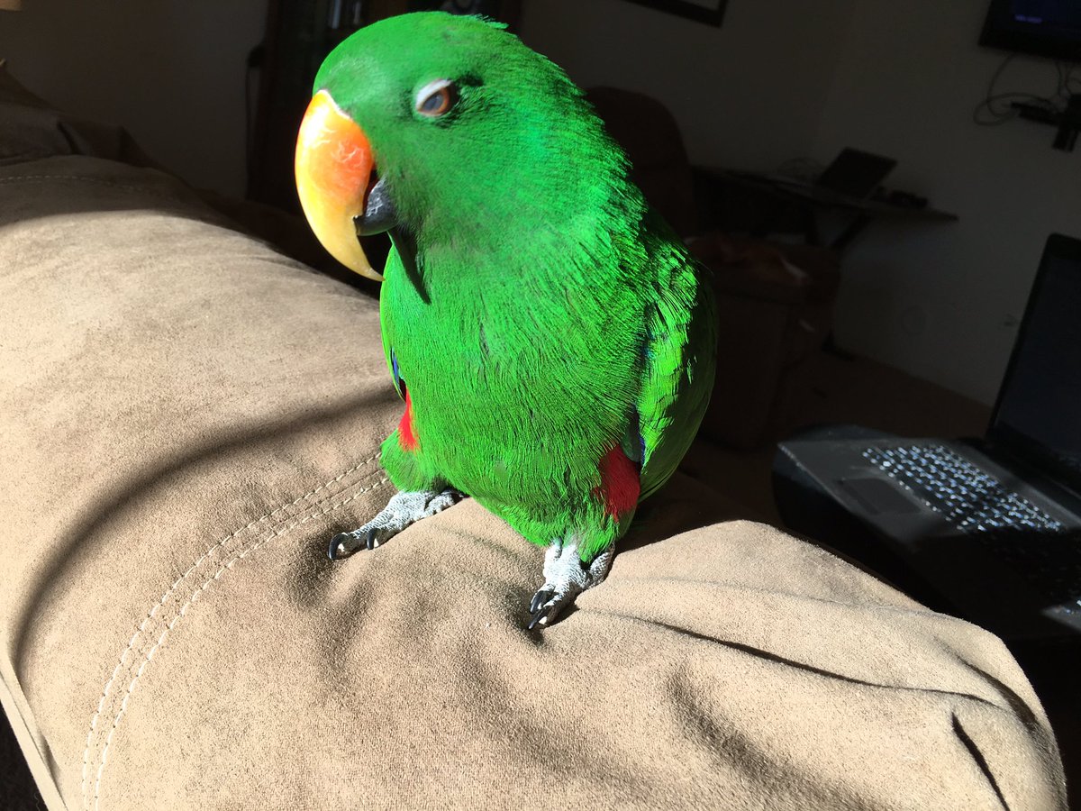 many_creaturess's tweet photo. Braeburn #parrot https://t.co/YlhDDJ9lsy