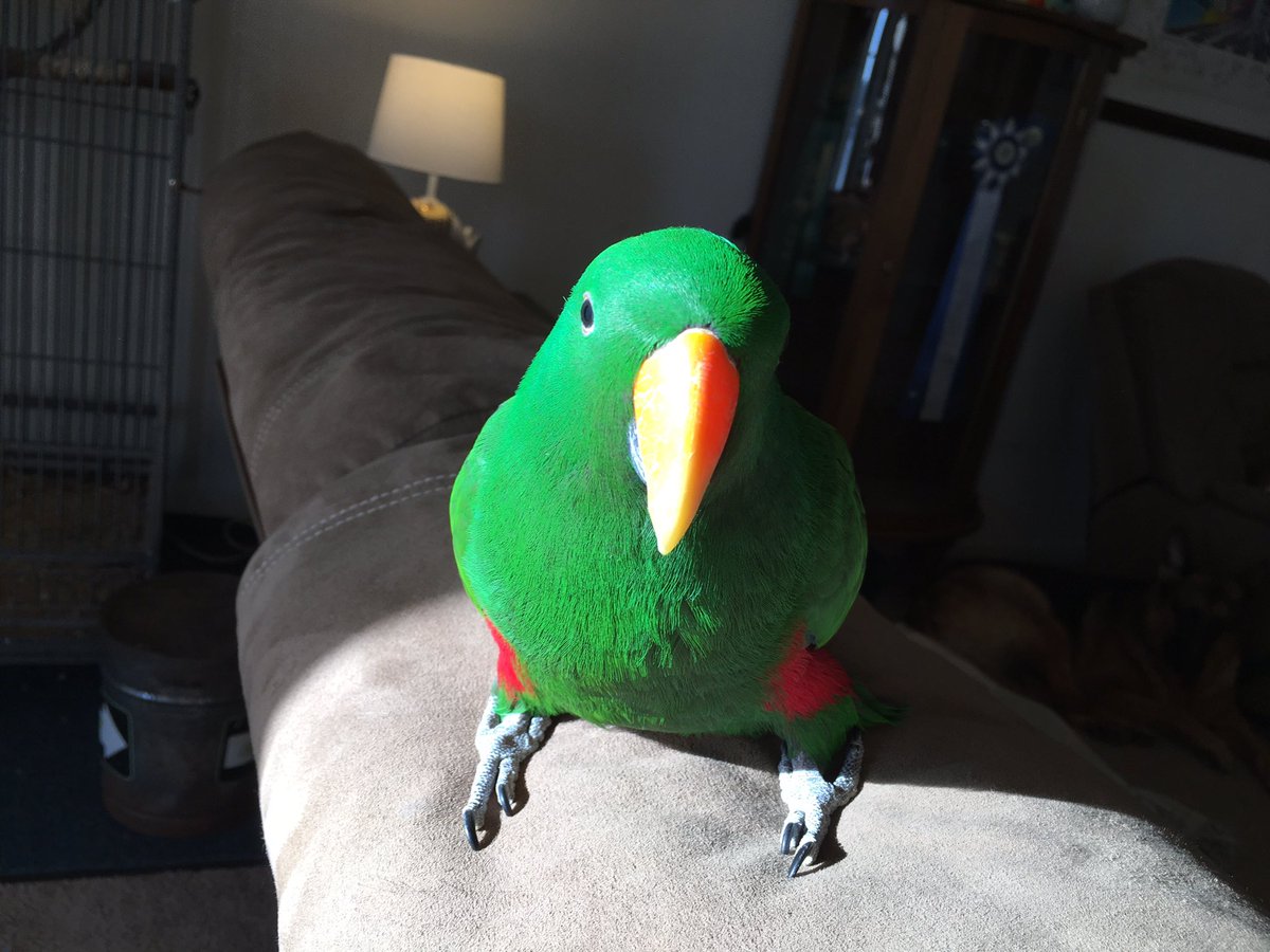 many_creaturess's tweet photo. Braeburn #parrot https://t.co/YlhDDJ9lsy
