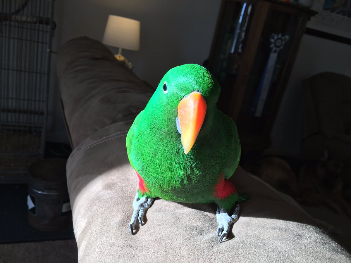 many_creaturess's tweet photo. Braeburn #parrot https://t.co/YlhDDJ9lsy